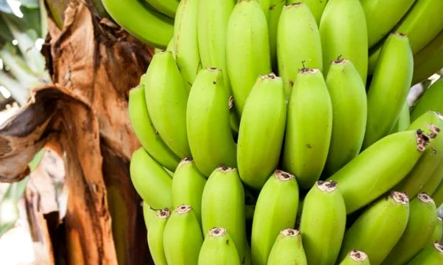 banane verzi jpeg