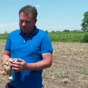 agricultor buzau usturoiul lui va ajunge pe pietele din israel FOTO:  Buzău.net