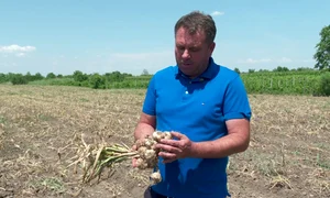 agricultor buzau usturoiul lui va ajunge pe pietele din israel FOTO:  Buzău.net
