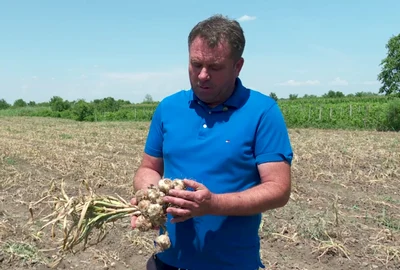 agricultor buzau usturoiul lui va ajunge pe pietele din israel FOTO:  Buzău.net