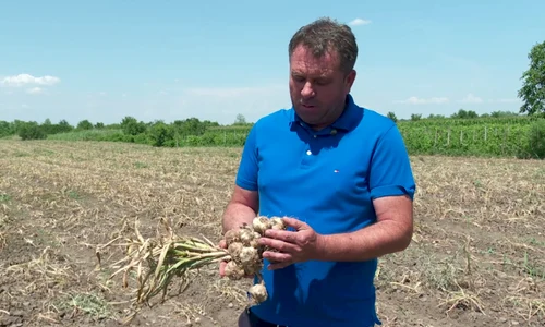 agricultor buzau usturoiul lui va ajunge pe pietele din israel FOTO:  Buzău.net