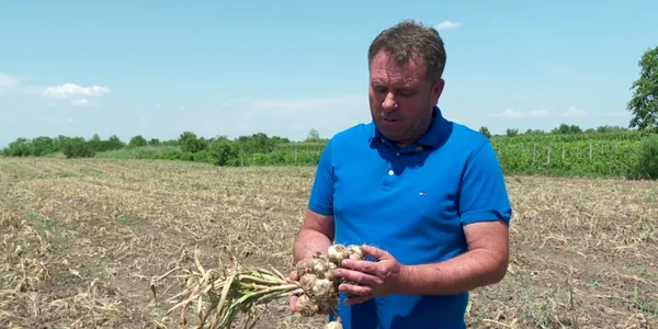 agricultor buzau usturoiul lui va ajunge pe pietele din israel FOTO:  Buzău.net