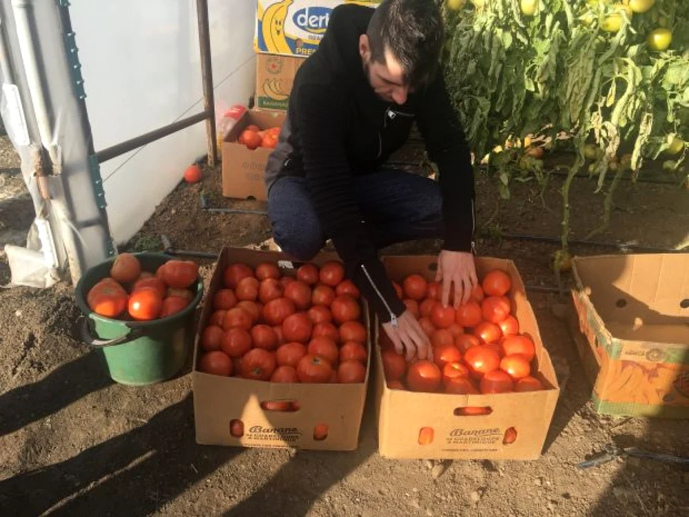 Fermierii din Izbiceni nu pot intra cu roşiile româneşti în supermarket  