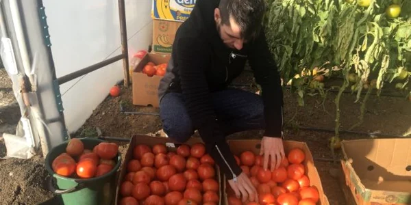 Fermierii din Izbiceni nu pot intra cu roşiile româneşti în supermarket  