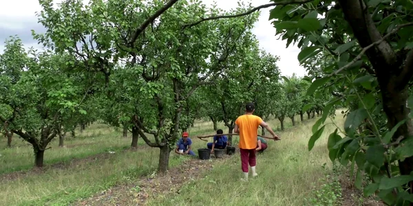 buzau cules prune livada png