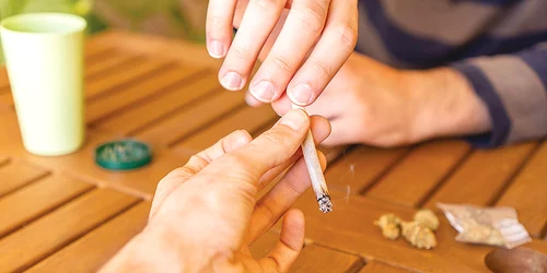 foto5 cannabis jpg