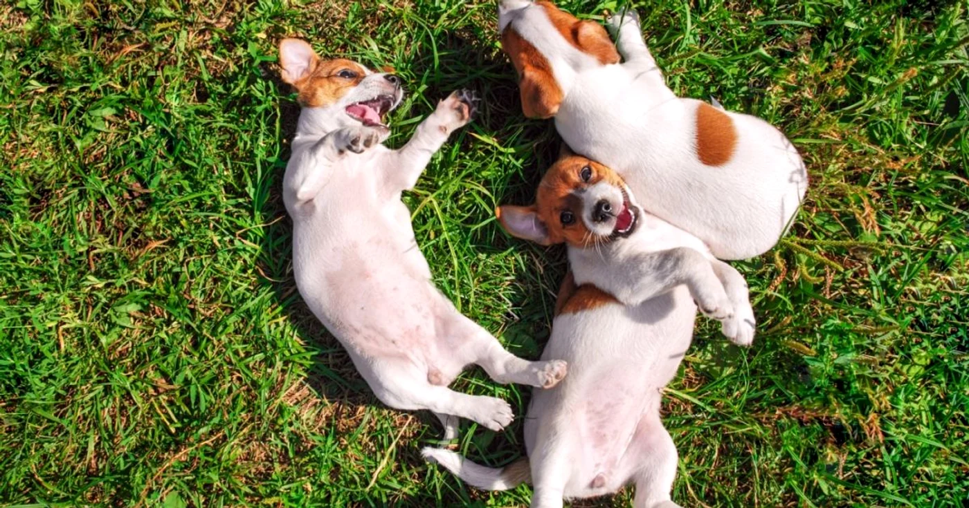 Cruzimea față de animale e infracțiune. Shutterstock
