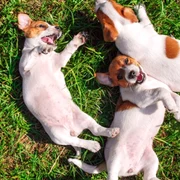 Caini stau la soare in iarba FOTO Shutterstock 