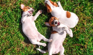 Caini stau la soare in iarba FOTO Shutterstock