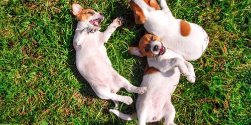 Caini stau la soare in iarba FOTO Shutterstock 