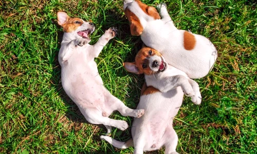 Caini stau la soare in iarba FOTO Shutterstock 