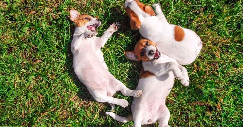 Cruzimea a doi adolescenți din Călărași i-a îngrozit până și pe anchetatori: au ucis doi cățeluși și au filmat totul