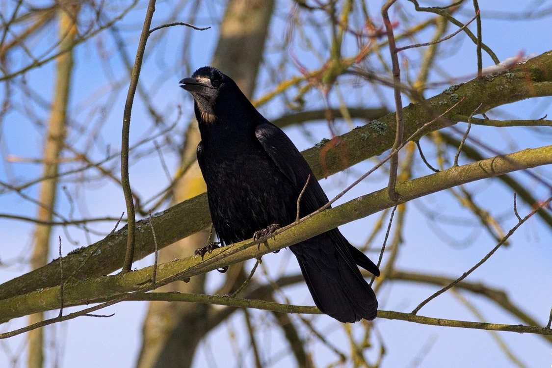 crow 2719657 1280 jpg jpeg