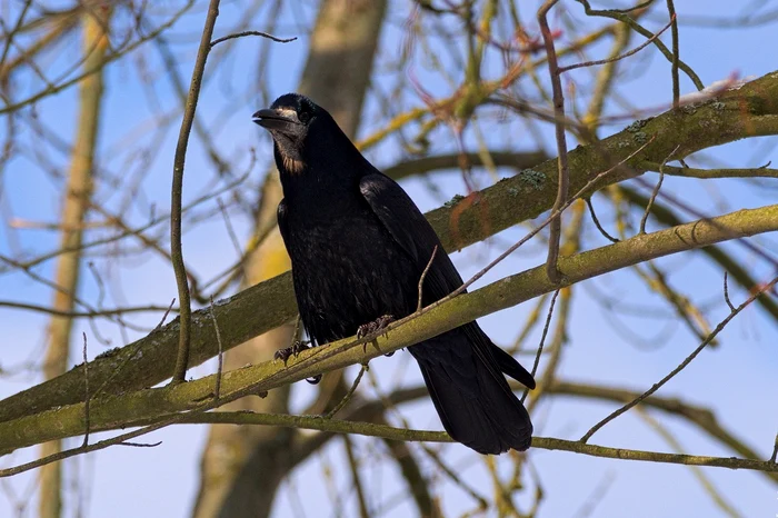 crow 2719657 1280 jpg jpeg