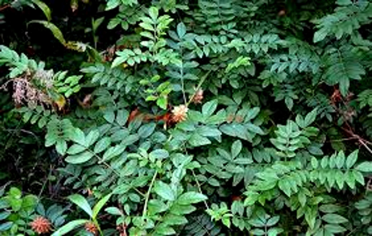 
    Lemnul dulce combate și osteoporozaSursa foro:paradisverde.ro  