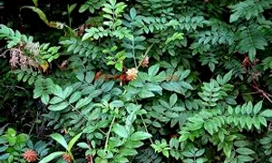 lemnul dulce paradisverde rojpg  0 jpeg