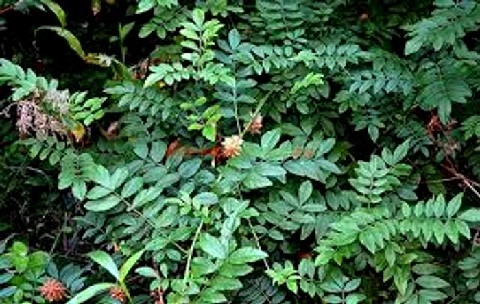 
    Lemnul dulce combate și osteoporozaSursa foro:paradisverde.ro  