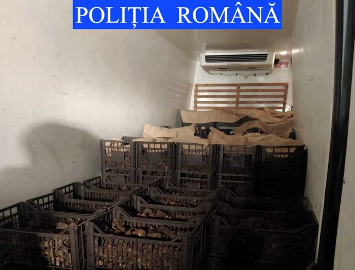 În Neamț, cea mai mare captură de trufe a fost de 1.200 de kg FOTO Poliția Română