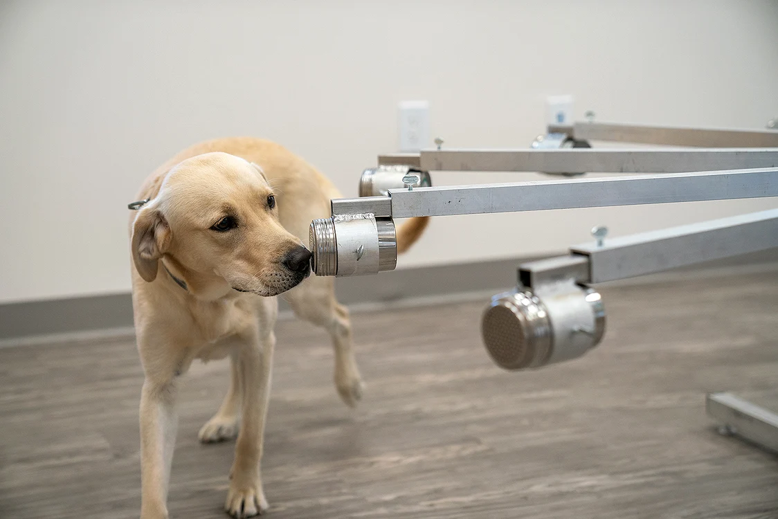 1 dog jpg jpeg