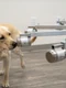 1 dog jpg jpeg