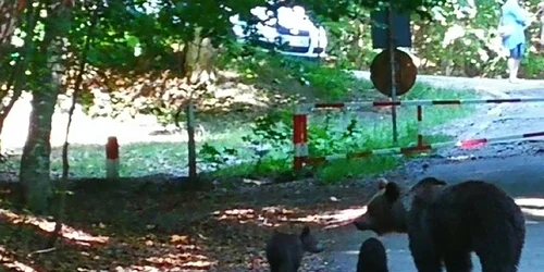 Ursoaica a fost pozată de mai mulţi turişti