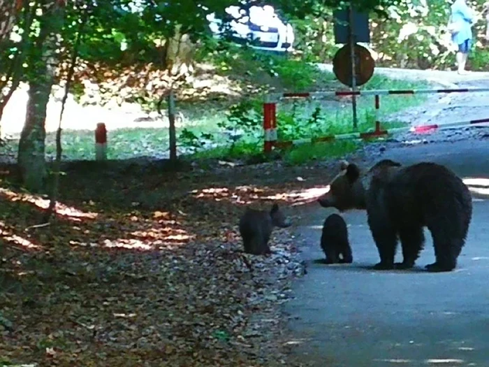 Ursoaica a fost pozată de mai mulţi turişti