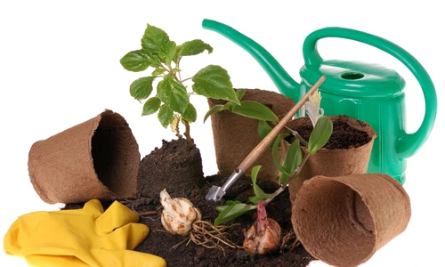 1 53579 original jpg jpeg