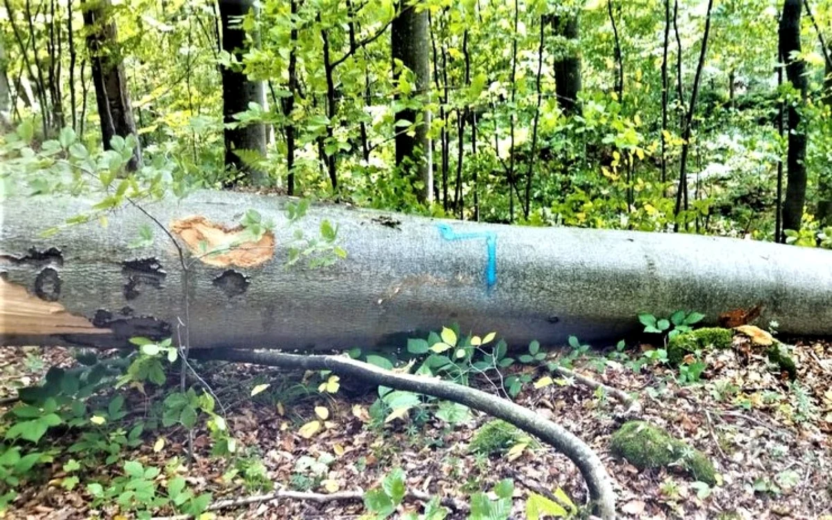 sarmizegetusa regia foto directia silvica hunedoara