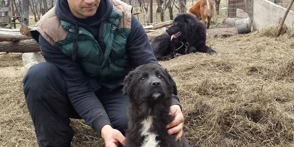 ciobanesti otraviti