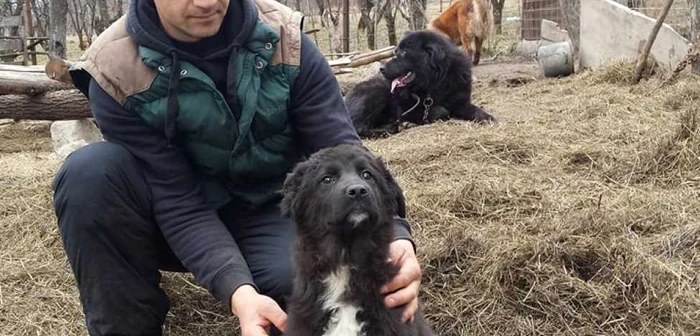 În urmă cu un an, bărbatul a mai pierdut şi două exemplare de Saint-Bernard. Atunci, însă, nu s-a gândit că ar fi murit în urma otrăvirii