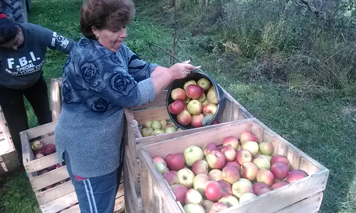 Merele de Voineşti vor fi folosite la ţuică jpeg