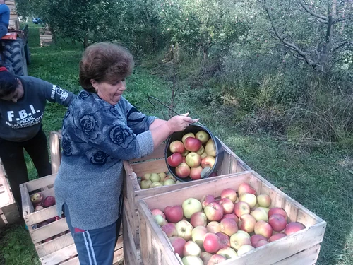 Merele de Voineşti vor fi folosite la ţuică