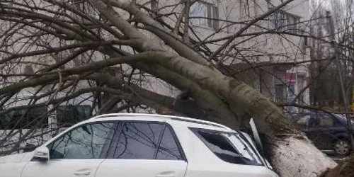 Copac doborât de furtună peste o maşină
