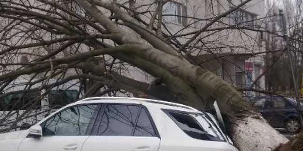 Copac doborât de furtună peste o maşină