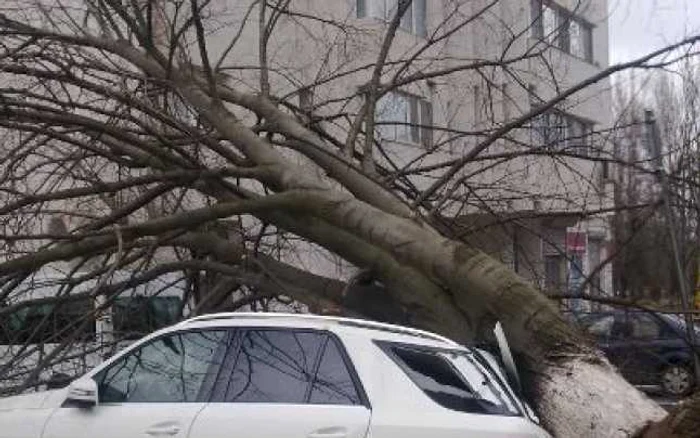 Copac doborât de furtună peste o maşină, la Constanţa FOTO M. Pascu