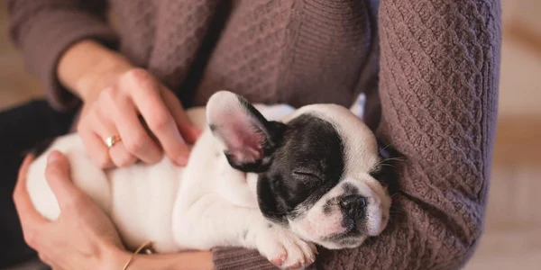 bulldog foto pixabay