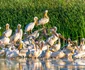 colonia de pelicani foto ovidiu optik nature photographer jpg