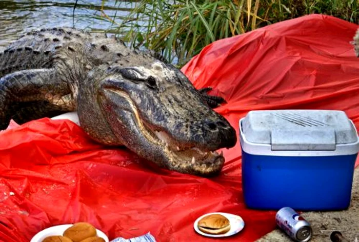 Aligatorul înfometat (FOTO CATERS)