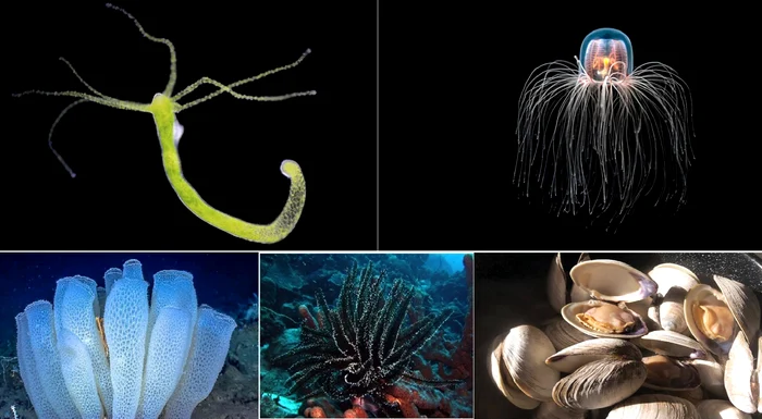 Colaj cu cele mai longevive creaturi de pe pământ - trăiesc în adâncurile oceanului Foto Science&DMS