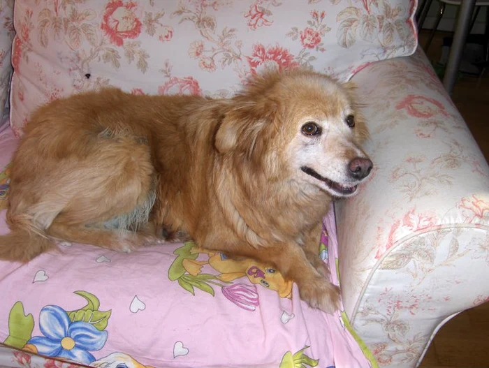 Cațelușa Tina, adoptată în Olanda
