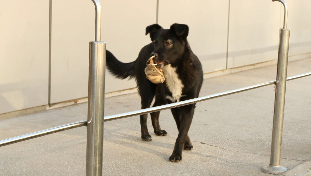 Un câine flămând se plimba cu un craniu de animal în gură pe pasarela spitalului judeţean