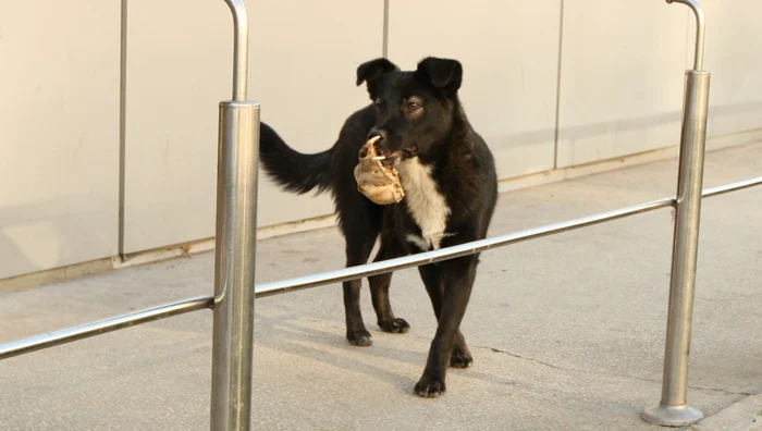 Un câine flămând se plimba cu un craniu de animal în gură pe pasarela spitalului judeţean