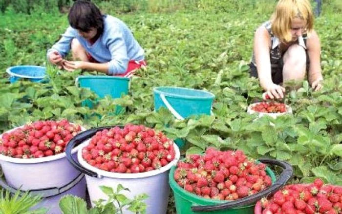 
    Cele mai multe locuri de muncă sunt în Spania, în agricultură  