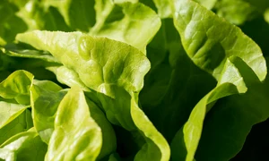 green 1710328 1280 (1) jpg