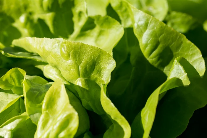 Salata verde este sensibilă la insecte și dăunători / foto: Pixabay