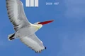 Avem 21 752 de pelicani comuni numărați anul acesta în Deltă png