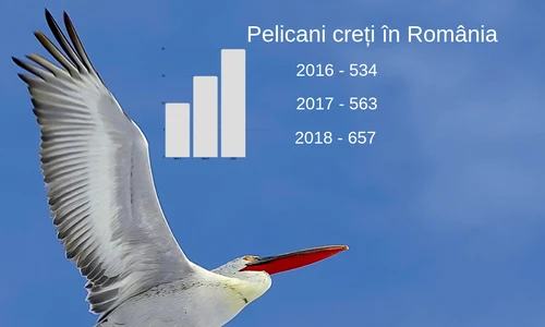 Avem 21 752 de pelicani comuni numărați anul acesta în Deltă png