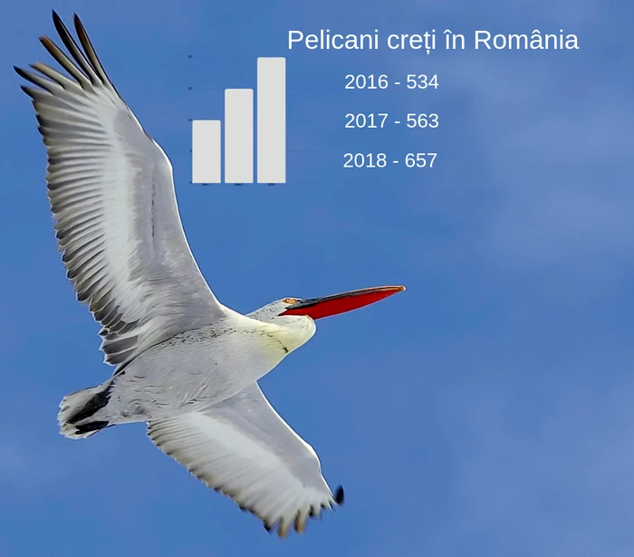 Avem 21.752 de pelicani comuni numărați anul acesta în Deltă