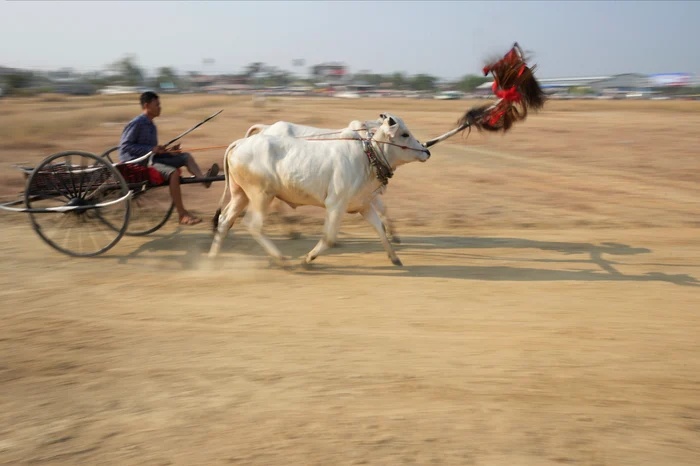 Cursa cu boi este o tradiție veche de secole (Foto: Profimedia)