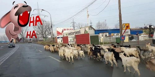 Turmă de capre pe un bulevard din Galaţi FOTO Grupul Şoferilor din Galaţi/Facebook